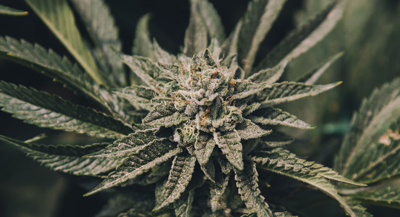 Cannabis-Legalisierung-Stand-03.07.23
